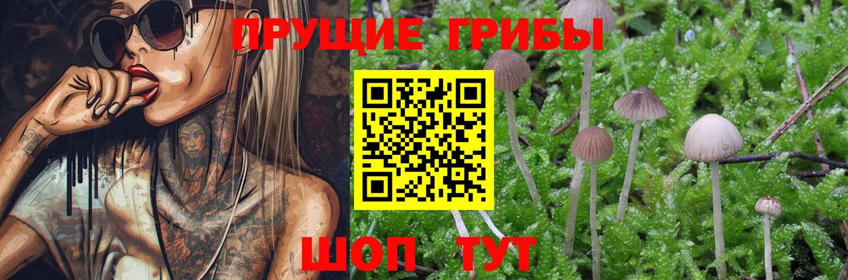 Кисловодск  Псилоцибиновые грибы GOLDEN TEACHER  Вход с VPN 